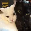 marley ♥️ olivia - @marleylovesolivia - TikTok