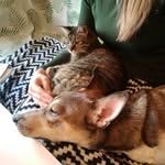 Olivia & Marley 🐱💞🐶 - @oli_and_marley - Instagram
