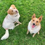 Olivia & Marley Gordon-Smith - @adventuring_heeler_pups - Instagram