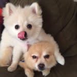 Olivia And Marley - @oliviaandmarley - Instagram