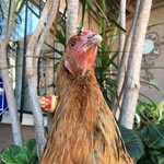 olivia marley 🐣 - @olivia_thee_chicken - Instagram