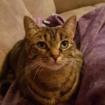 Olivia McCall - @pgcats33 - Instagram