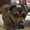 Olivia McGovern 🐶❤️ - @darkh249 - TikTok