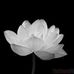 Alivia Mcnulty - Facebook