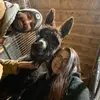 Olivia Mock - @mockfamilyfarm - TikTok