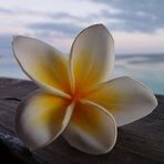 Olivia Mosca - Facebook
