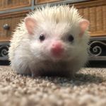 Olivia Mosher - @hedgehog_luver_2018 - Instagram