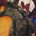 monkeynutts - @mowry.olivia - Instagram