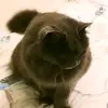 Olivia❤ - @olivia.muriel - TikTok