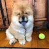 olivianagy23 - @champ_the_chowchow - TikTok