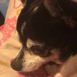 Olivia Oakes - @crazee_monkey1 - Instagram