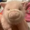 Olivia Olds - @pootythepig - TikTok