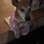 Olivia Pattison - @olivia.pattison.11 - Instagram