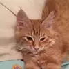 Olivia Pedersen - @oliviagymnast12345 - TikTok
