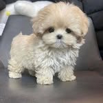 @olivia.pellicer - Instagram
