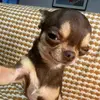 Olivia Petrillo - @olivia.petrillo - TikTok