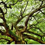 Olivia Pickens Senior Project! - @oliviasgarden2020 - Instagram