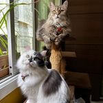 Olivia & Polka - @oliviaandpolkathecats - Instagram