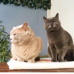 Olivia & Prescott - @olivia_and_prescott - Instagram