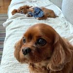 Olivia & Quinlan - @just.two.happy.pups - Instagram