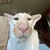 ia - @oliviarandazzo - TikTok