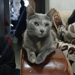 Olivia 🐈‍⬛ - @olivia.randive - Instagram