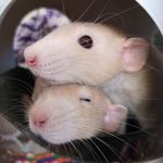 🐀🐀 - @oliviaratspam - Instagram