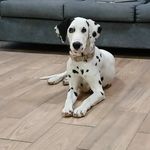 Olivia Razo - @oreo.la.dalmaat - Instagram