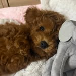 Olivia - @olivia_redpoodle - Instagram