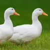 reedurmind - @oliviareeder155 - TikTok
