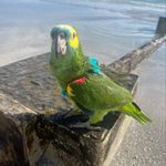 Olivia Elle Renner - @samadhi_parrot - Instagram