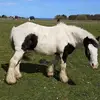 Olivia and Ringo - @xolivia.ringox - TikTok