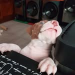 ringo bonavena - @ringo_olivia_ - Instagram