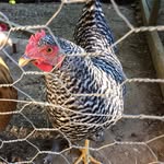 Olivia Rittenhouse - @animalover098 - Instagram