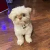 olivia Rittenhouse’s - @oliviarittenhouse4 - TikTok
