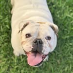 Olivia 🐾 - @oliviarivas_ - Instagram