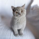 Olivia 🎀✨ - @olivia.scottishcat - Instagram