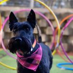 Olivia Scottish terrier - @olivia.scottish - Instagram