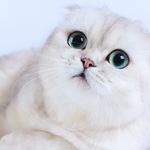 Sweet Scottishfold - @olivia_scottish - Instagram