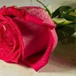 Olivia Severin - @olivia.severin.58 - Instagram