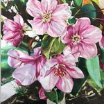 Olivia Shafer - @oshaferart - Instagram