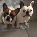 Olivia & Sheldon - @olly_shellybulli - Instagram