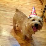 Olivia Shepard - @yourbestfrienddog - Instagram