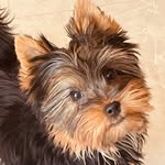 🎾𝕆𝕝𝕚𝕧𝕚𝕒🎾 - @olivia_silkyterrier - Instagram