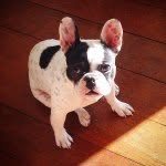 Olívia Silvério Carneiro - @oliviabulldog - Instagram
