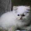Olivia Simas - @olivia.simas - TikTok