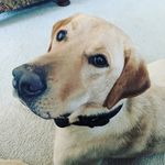 Olivia Sipes - @livspets3 - Instagram