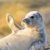 Olivia Snowden - @sealsareunits - TikTok