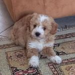 Olivia Sottile - @olivia.sottile.9 - Instagram