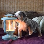 Olivia - @olivia_bulldogingles.spain - Instagram